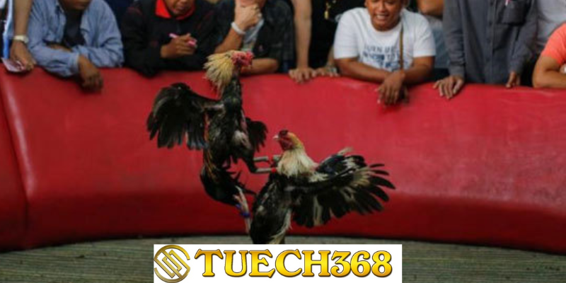 Đá gà tuech368 cựa bi
